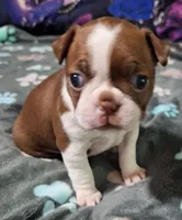 Letti "2nd born", a female Boston Terrier for sale in Stillwater, OK – 3 of 7