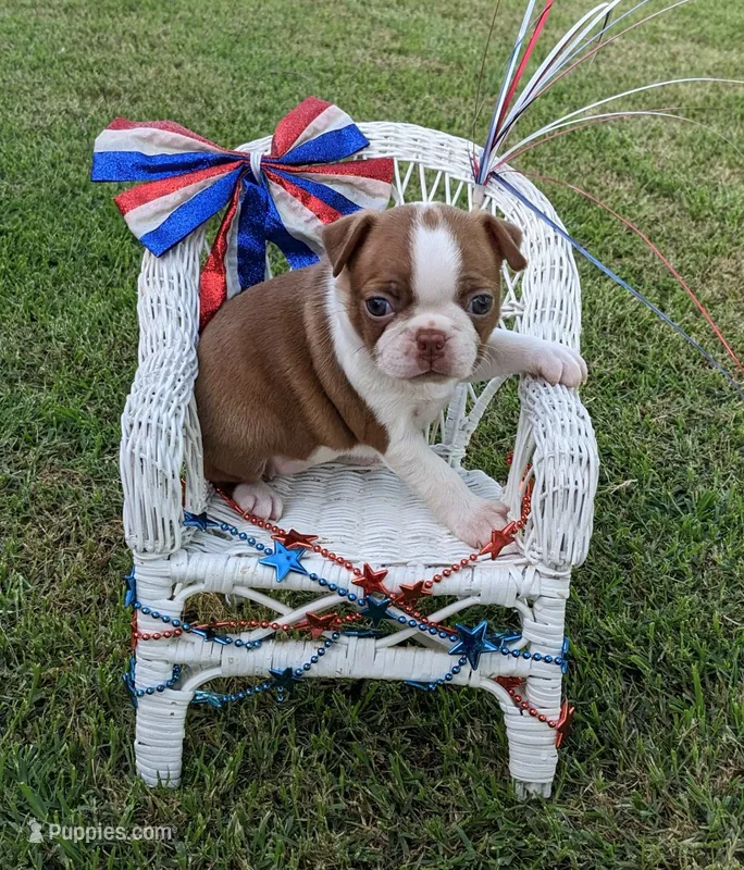 Sweet Pea "4th born" – Boston Terrier puppy for sale in Stillwater, OK