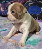 Lady "5th born", a female Boston Terrier for sale in Stillwater, OK – 5 of 7