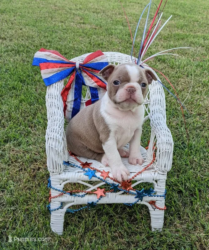 Holly "6th born" – Boston Terrier puppy for sale in Stillwater, OK