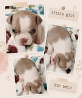 Holly "6th born", a female Boston Terrier for sale in Stillwater, OK – 3 of 7
