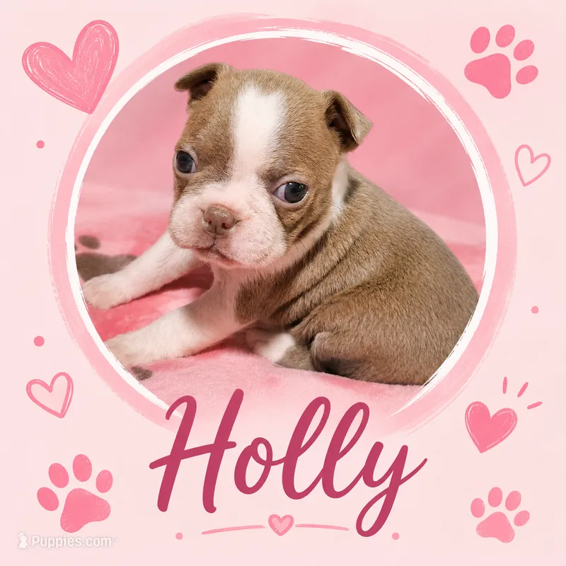 Holly "6th born" – Boston Terrier puppy for sale in Stillwater, OK