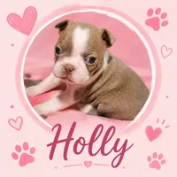 Holly "6th born", a female Boston Terrier for sale in Stillwater, OK – 1 of 7
