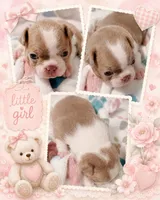Sookie, a female Boston Terrier for sale in Stillwater, OK – 3 of 4