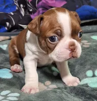 Letti "2nd born", a female Boston Terrier for sale in Stillwater, OK – 4 of 7