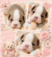 Holly, a female Boston Terrier for sale in Stillwater, OK – 4 of 4