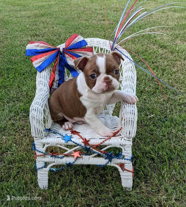 Letti "2nd born" – Boston Terrier puppy for sale in Stillwater, OK