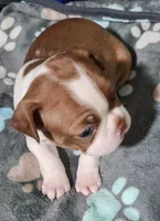 Letti "2nd born", a female Boston Terrier for sale in Stillwater, OK – 6 of 7