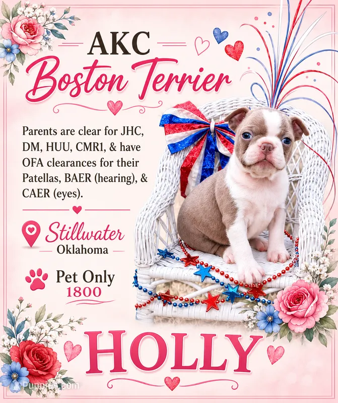 ❤️HOLLY❤️ – Boston Terrier puppy for sale in Stillwater, OK