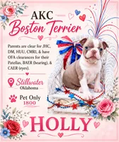 ❤️HOLLY❤️, a female Boston Terrier for sale in Stillwater, OK – 1 of 10