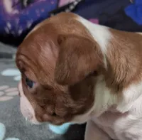 Letti "2nd born", a female Boston Terrier for sale in Stillwater, OK – 5 of 7