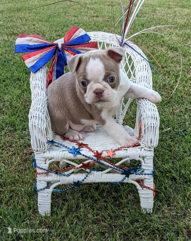 Lady "5th born" – Boston Terrier puppy for sale in Stillwater, OK