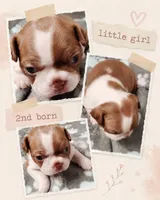 Letti "2nd born", a female Boston Terrier for sale in Stillwater, OK – 7 of 7