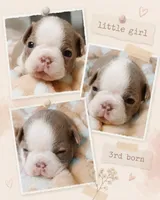 Holly, a female Boston Terrier for sale in Stillwater, OK – 2 of 4