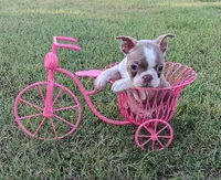 Holly, Last Babygirl!, a female Boston Terrier for sale in Stillwater, OK – 9 of 9