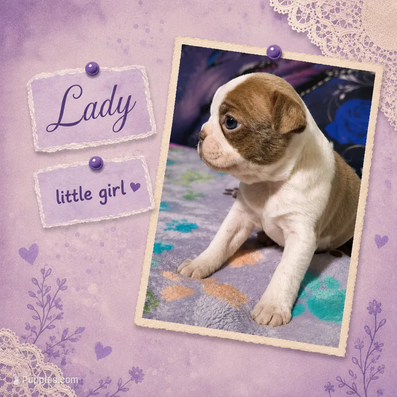Lady "5th born" – Boston Terrier puppy for sale in Stillwater, OK