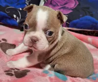 Holly "6th born", a female Boston Terrier for sale in Stillwater, OK – 4 of 7