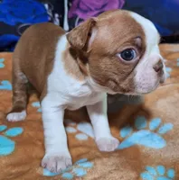 Gus "1st born", a male Boston Terrier for sale in Stillwater, OK – 6 of 7