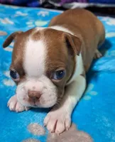 Sweet Pea "4th born", a female Boston Terrier for sale in Stillwater, OK – 5 of 7