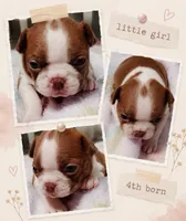 Sweet Pea "4th born", a female Boston Terrier for sale in Stillwater, OK – 3 of 7