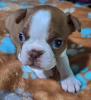 Gus "1st born", a male Boston Terrier for sale in Stillwater, OK – 5 of 7