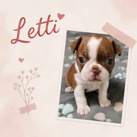 Letti "2nd born", a female Boston Terrier for sale in Stillwater, OK – 1 of 7