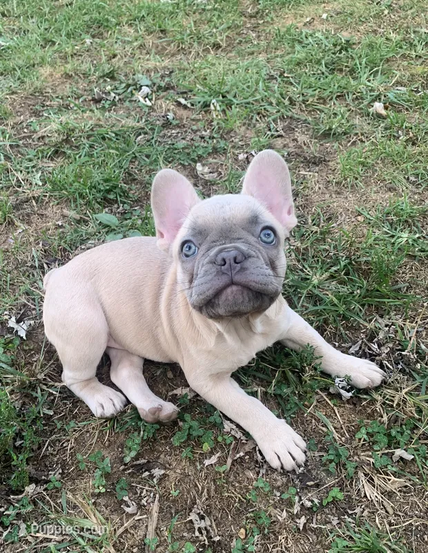 Tootsie – French Bulldog puppy for sale in Afton, TN