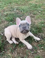 Tootsie, a female French Bulldog for sale in Afton, TN – 1 of 1