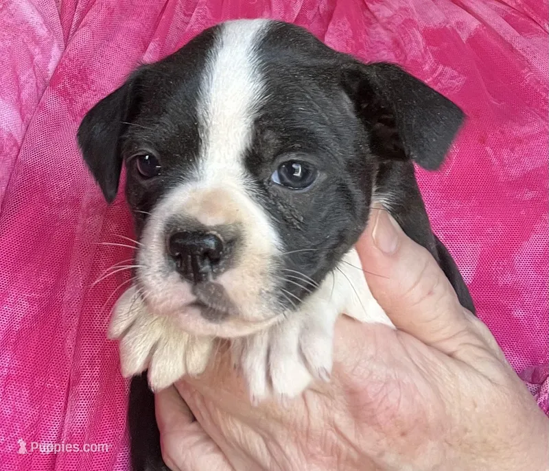Mandy – Boston Terrier puppy for sale in Cleveland, NC
