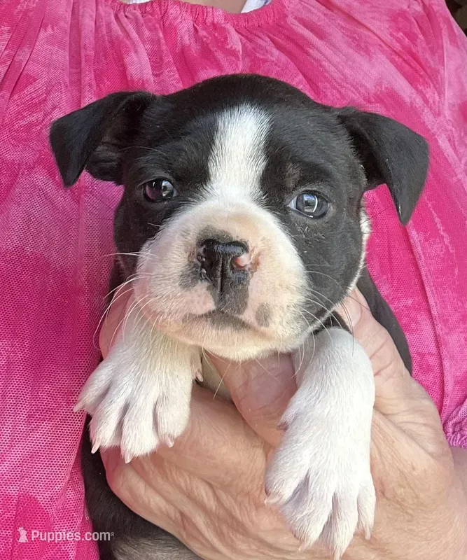 Mandy – Boston Terrier puppy for sale in Cleveland, NC