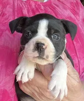 Mandy, a female Boston Terrier for sale in Cleveland, NC – Photo 1 of 2