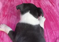 Mandy, a female Boston Terrier for sale in Cleveland, NC – Photo 2 of 2