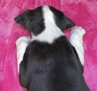 Mandy, a female Boston Terrier for sale in Cleveland, NC – Photo 2 of 2