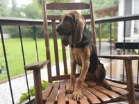 Jonny, a male Bloodhound for sale in Cleveland, NC – 2 of 2