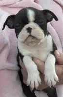 Stella, a female Boston Terrier for sale in Cleveland, NC – 1 of 1