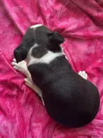 Abby, a female Boston Terrier for sale in Cleveland, NC – Photo 2 of 2