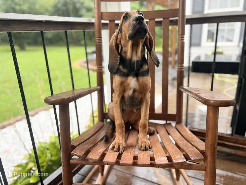 Rosie – Bloodhound puppy for sale in Cleveland, NC