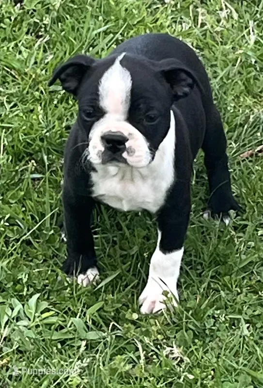 Susie  – Boston Terrier puppy for sale in Cleveland, NC