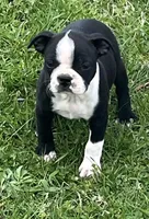 Susie , a female Boston Terrier for sale in Cleveland, NC – Photo 1 of 2