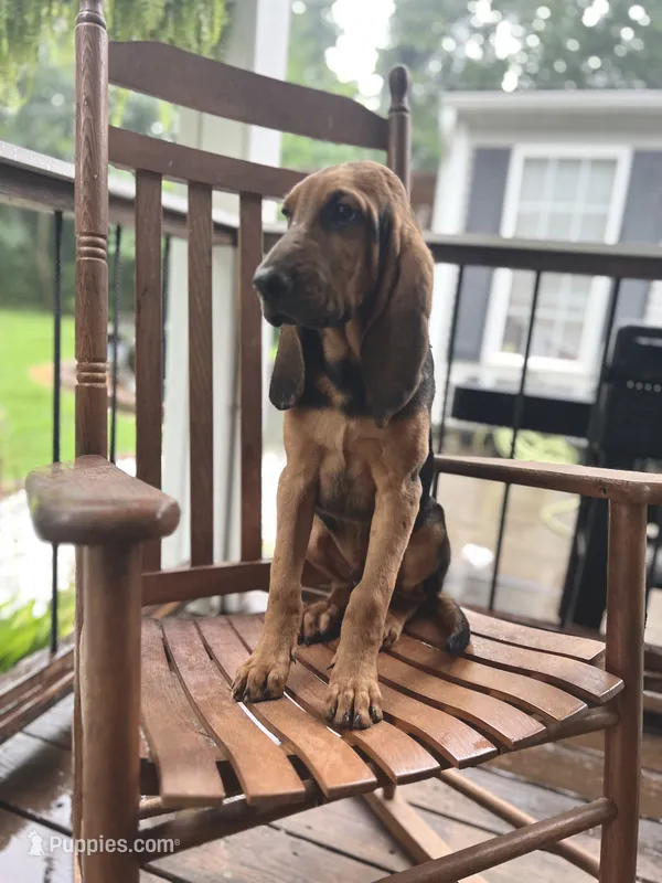Jonny – Bloodhound puppy for sale in Cleveland, NC