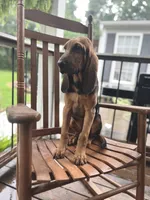 Jonny, a male Bloodhound for sale in Cleveland, NC – 1 of 2