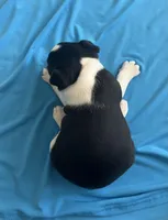 Jake, a male Boston Terrier for sale in Cleveland, NC – Photo 2 of 2