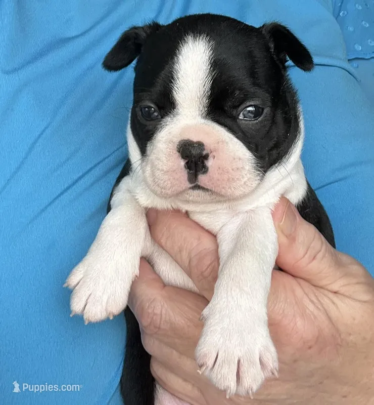 Jake – Boston Terrier puppy for sale in Cleveland, NC