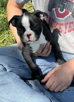 Jerry, a male Boston Terrier for sale in Cleveland, NC – Photo 2 of 2