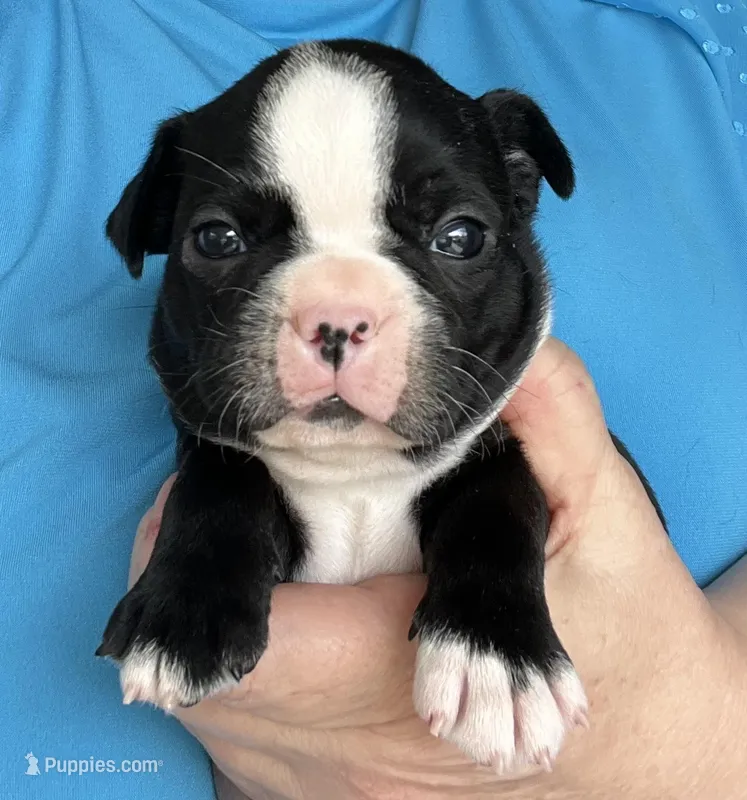 Jerry – Boston Terrier puppy for sale in Cleveland, NC