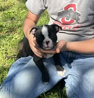 Jerry, a male Boston Terrier for sale in Cleveland, NC – Photo 1 of 2