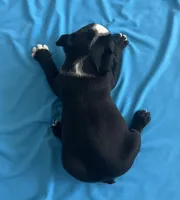 Jerry, a male Boston Terrier for sale in Cleveland, NC – Photo 2 of 2