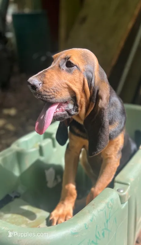 Jake – Bloodhound puppy for sale in Cleveland, NC