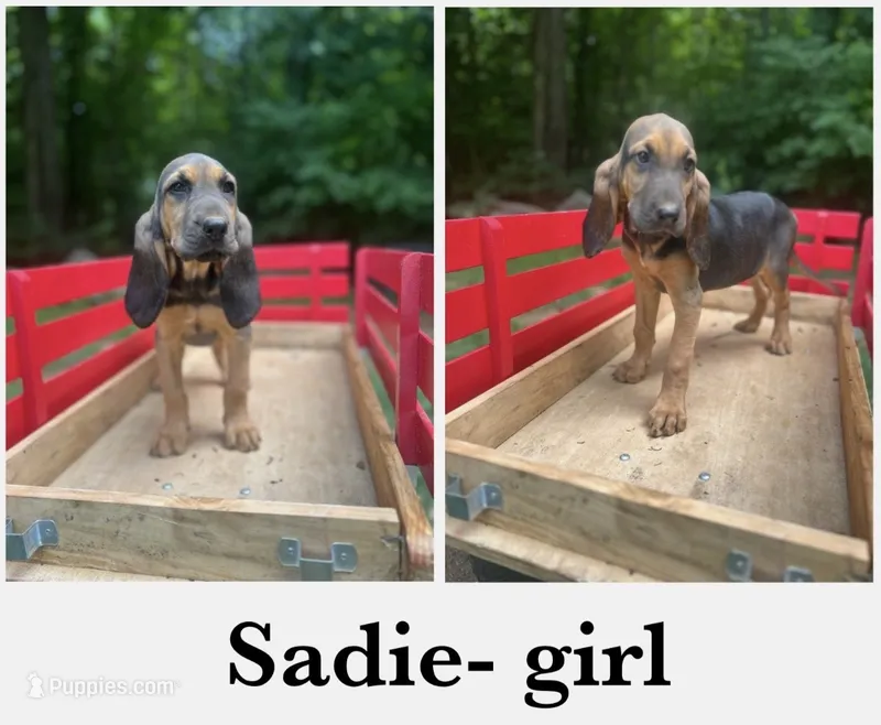 Sadie – Bloodhound puppy for sale in Cleveland, NC
