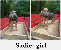 Sadie, a female Bloodhound for sale in Cleveland, NC – 1 of 1